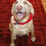 Bailey