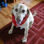 Bailey2