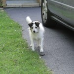 Buddy01